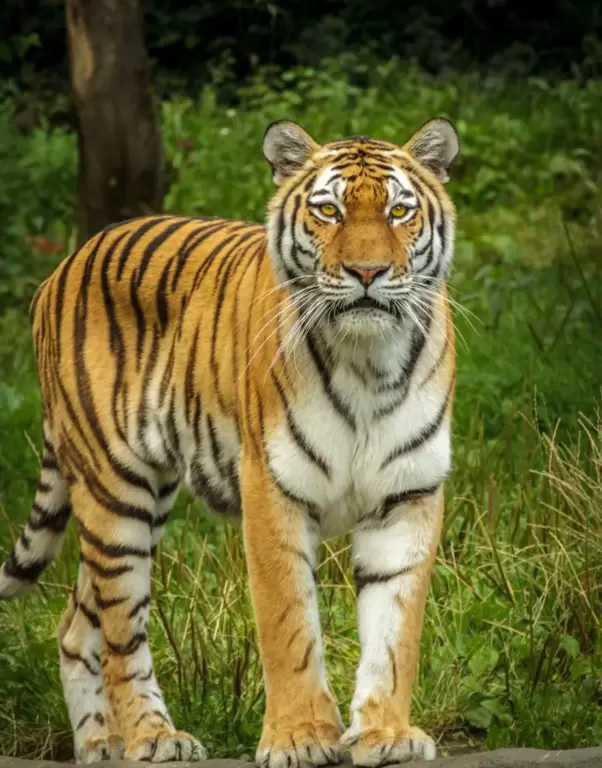 Periyar Wildlife Sanctuary